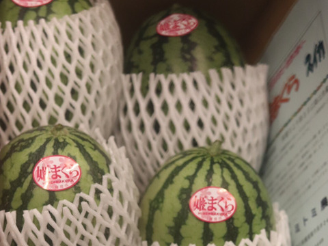 三浦小玉スイカ4から6個入