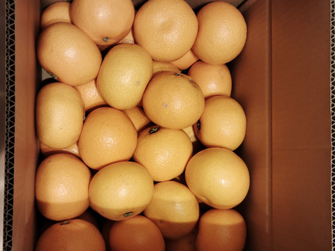 【オリジナルムッキーちゃん付き】苦味なく濃厚あまーーい完熟木成り八朔10キロ