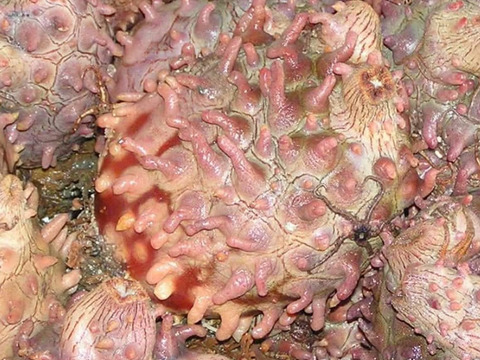 今が旬■天然活ホヤ2kg■