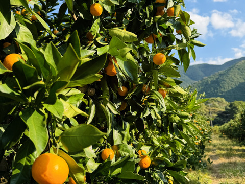 【また旅みかん】完熟ゆら4.5キロ早生♪【有田みかん】