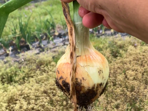 雑味なし！甘くて美味！タマネギ「ソニック」1玉80~200g合計1.8㎏