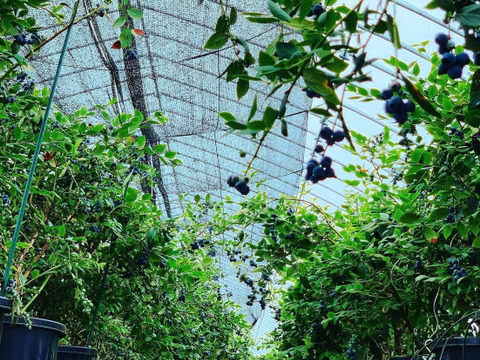 牧場ミルク×茨城県産ブルーベリー｜ブルーベリーミルクアイス6個