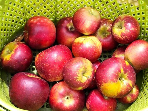 濃厚な旨さ！「秋映」極小玉　約1.8キロ【葉とらず】JA基準より60％減の低農薬栽培