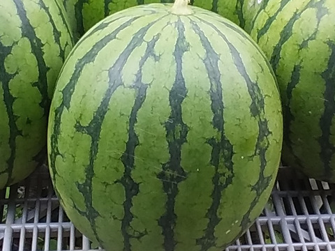 【中玉スイカ】糖度１0度以上「１玉」高野山麓紀美野産