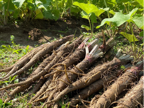 【自然栽培】大浦ごぼう　5㎏     （牛蒡・ゴボウ）