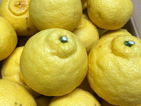 一口でトリコになる柑橘◼️遅取りはるかみかん◼️ 皮まで美味しい