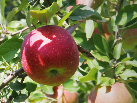 お得なクッキンググレード🍎 サンジョナゴールド🍎 4.5kg