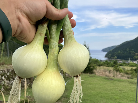 雑味なし！甘くて美味！タマネギ「ソニック」1玉80~200g合計1.8㎏