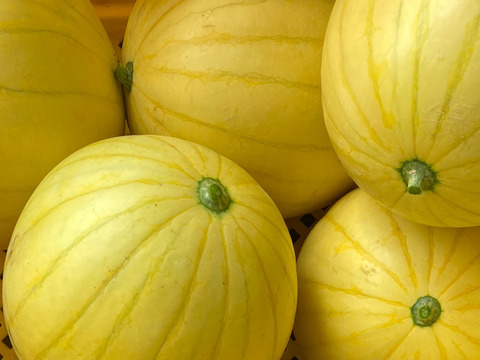 特大黄色い皮の小玉スイカ【愛娘ひなた】3kg以上1個