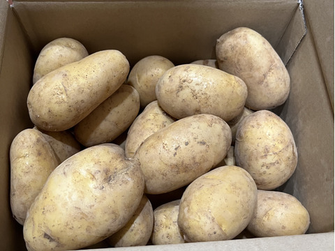 沖永良部島産じゃがいも　3キロ