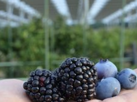 【冷凍ベリー】ブルーベリーとブラックベリーの贅沢セット（500g）