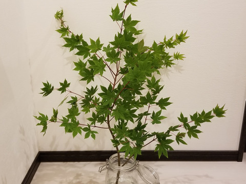 ★オーガニック花木予約販売★《季節の枝モノでグリーン豊かな生活を!》モミジ(90㎝)