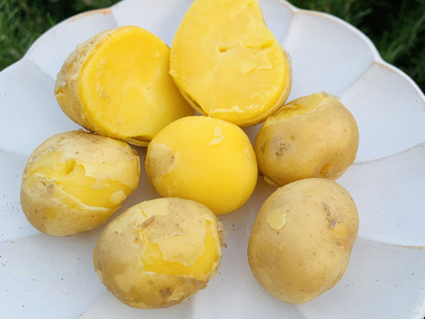 農薬化学肥料不使用　新じゃが【インカのめざめ】＆ローズマリー少量