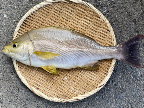 江田島産 高級魚イサキ 1kg超え 広島県産 食べチョク 農家 漁師の産直ネット通販 旬の食材を生産者直送