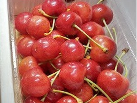 【発送は６月上旬～】佐藤錦（訳あり）５００ｇ「訳ありですが味に自信あり！！」