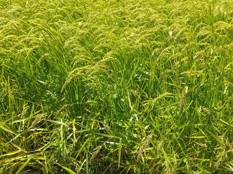 農薬・肥料不使用 幻の米　亀の尾 5kg