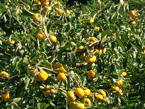 三重県産次郎柿12個約3kg極力農薬使用せず。