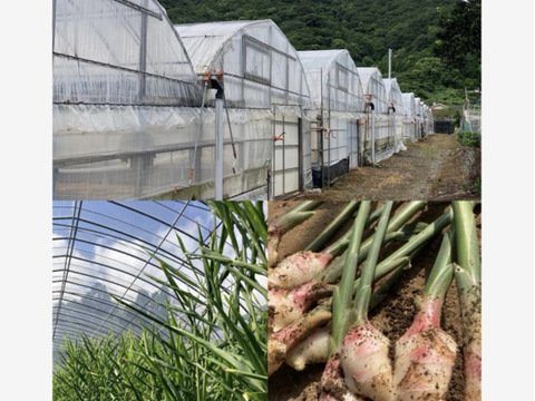 高知県産 朝採れ新生姜レシピ付き 2キロ：高知県産のその他薬味