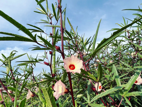 注文受付開始👨‍🌾自然栽培ローゼル(赤)🌺初回限定お試し価格200g300円