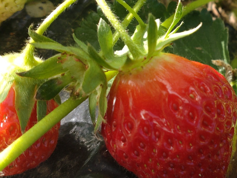 【まとめ買い用（チルド）】いちご３０個以上、２パック（19cm✕12.6cmのパック）🍓農薬、除草剤、化学肥料等一切不使用🍓昔懐かしいようないちご🍓ゆうパック翌日配送🍓※品種はお選びできません