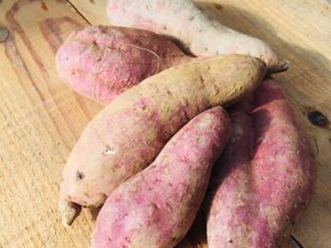 正月お多福野菜セット 岡山県産 食べチョク 農家 漁師の産直ネット通販 旬の食材を生産者直送 正月お多福野菜セット 岡山県産 食べチョク 農家 漁師の産直ネット通販 旬の食材を生産者直送