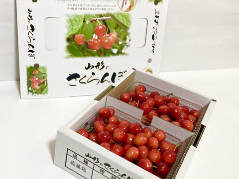 さくらんぼ「佐藤錦」　1kgバラ詰め(500gパック2入)　【朝どれ】