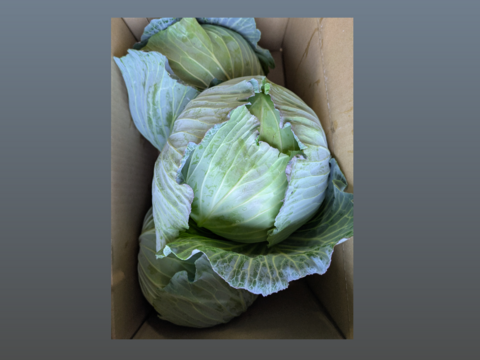 ３玉🌊寒玉🌊ミネラル🌊キャベツ