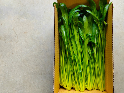 ⭐️本物のオーガニック⭐️幻の京野菜！驚く美味しさ！【有機京壬生菜1.5㌔】お漬物に！イタリアンに！貴重な露地栽培！