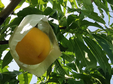 リピート続出！【有機栽培の『つきあかり』 約3kg】自然に優しく希少でジューシーな天然桃(9～12個入)！