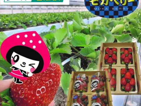 二箱8パック入り 家庭用 いろいろなサイズ 『モカベリー』 完熟いちご  苺 いちご 果物