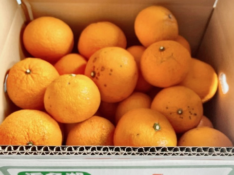 【残りわずか】農薬不使用甘夏・訳ありお得箱10kg♪