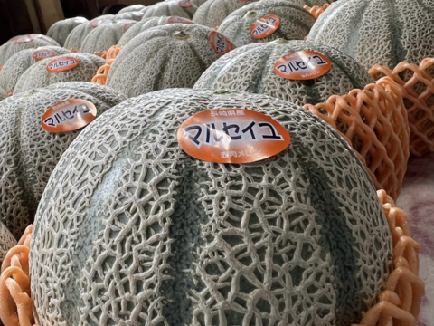 甘さぎっしり詰まった 家族で楽しむマルセイユメロン｜めろん2玉