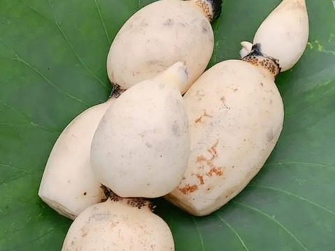 Sサイズご自宅用♪ 採れたて新鮮！甘い！『茨城れんこん』（１kg）