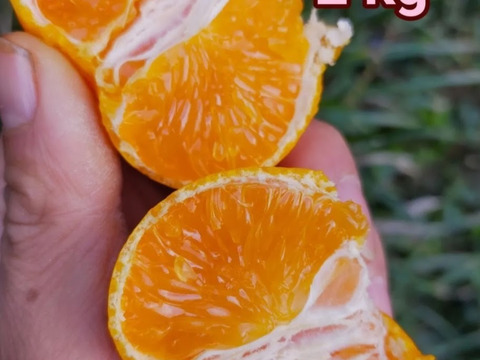 最高みかん【小玉】2 kg（箱込）