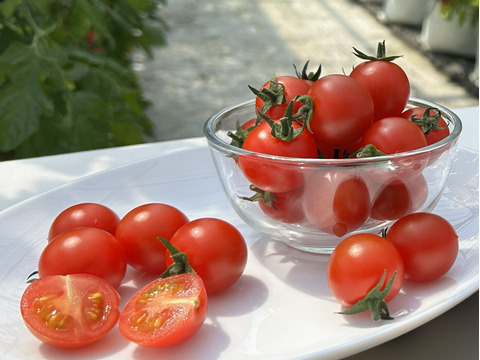 完熟ミニトマト100%ジュース(200mlx6本)　濃厚・甘い・飲みやすい