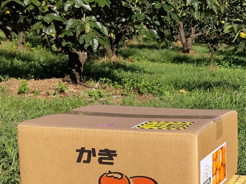 幻の柿「陽豊」（家庭用6.5kg）