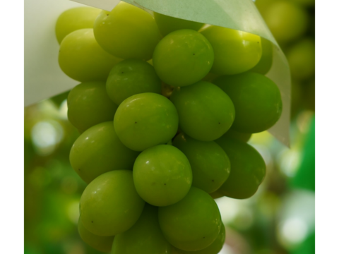 2026年予約販売★シャインマスカット 1～1.2kg（2房）☆農場イチオシ！パリッと新鮮、香り豊かな大粒シャインマスカットです。種なし、青森県産、贈答、ギフト、家庭用にも