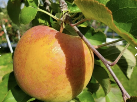 《予約商品》１１月上旬  訳あり ぐんま名月  3キロ箱 7～11玉 長野県産