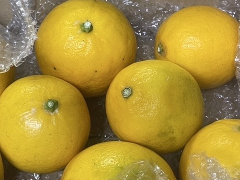 【防腐剤・ワックス不使用】皮までおいしいマイヤーレモン　和歌山県産　1キロ 秀品から傷アリまで混合です。