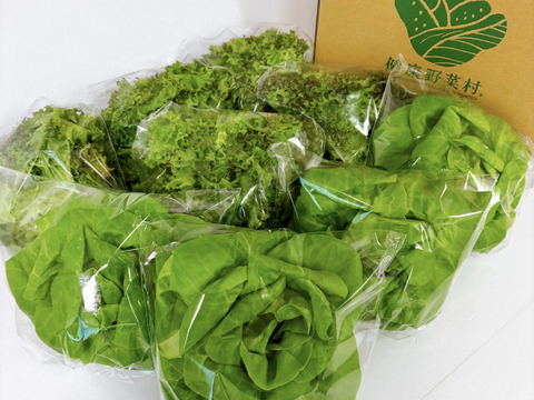 【12/9～12/13発送予定】福を先取り！ふわふわレタス　9袋　週に10セットの限定商品【第二弾】