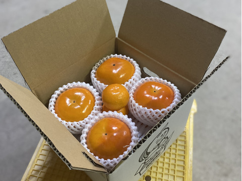 １週間限定販売！【西果樹園の富有柿】８個