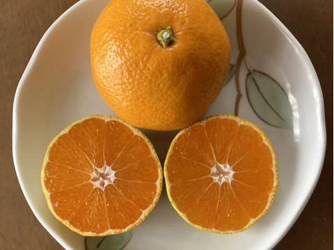 【期間限定】糖度15度以上の濃厚・絶品極小玉ミカン『ぱっくん　仙ちゃん（ゆら）』　3kg