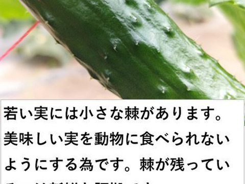 【福袋2025】夏野菜セット888〈トマト８、ナス８、キュウリ８〉