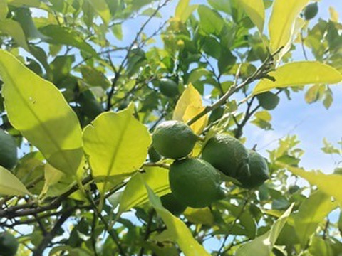 【Ｂ品】 農薬不使用 広島県 瀬戸田レモン 2kg (14～18個) | 完熟 自然農 無肥料 防腐剤不使用