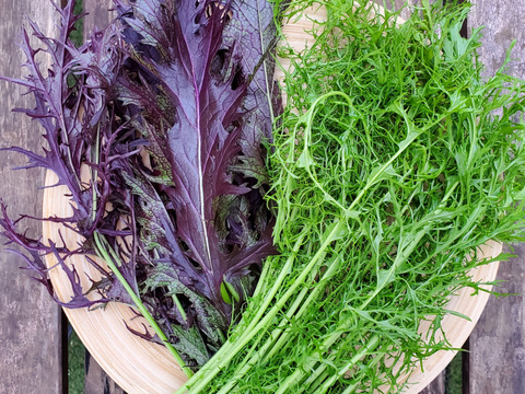 【辛～い】サラダからし菜２色セット(1kg)農薬不使用