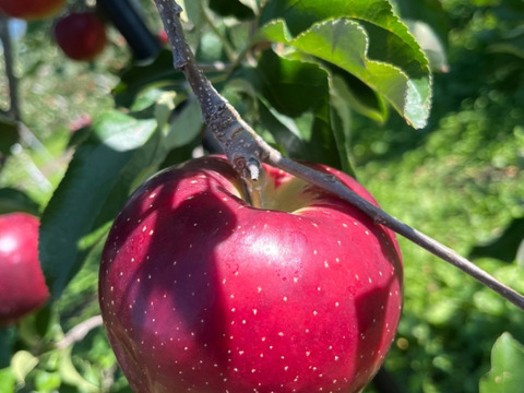 綺麗な秋映 5キロ箱 12～18玉 長野県産
