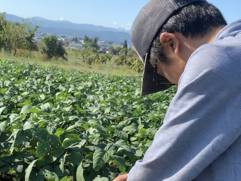 【期間限定】甘い！自然栽培枝豆『音更大袖振大豆』（500g×2p）