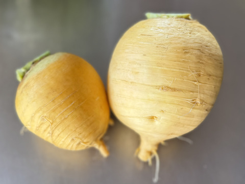 冬の温かいお料理に 黄金かぶ 約1.8kg