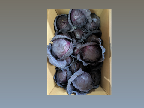ともちゃんの紫キャベツ　15こ