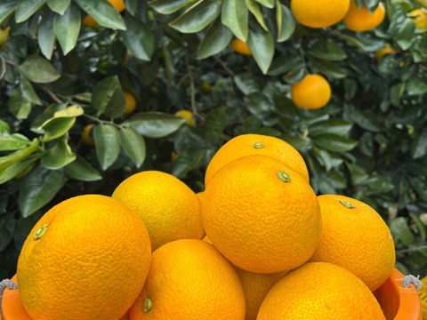 【訳アリ】サイズ規格外！小さい小玉サイズだけど中身はおいしーｯ！はっさく✨
（ご家庭用・10kg箱）